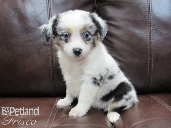 Mini Australian Shepherd-DOG-Female-BLUE MERLE-26707-Petland Frisco & Mckinney, Texas