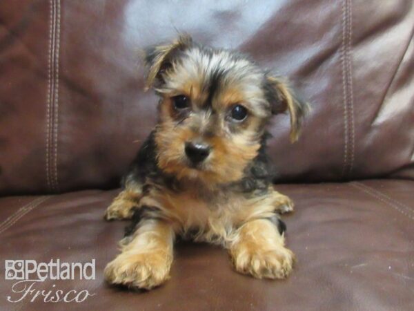 Yorkshire Terrier-DOG-Female-BLK TAN-26708-Petland Frisco & Mckinney, Texas