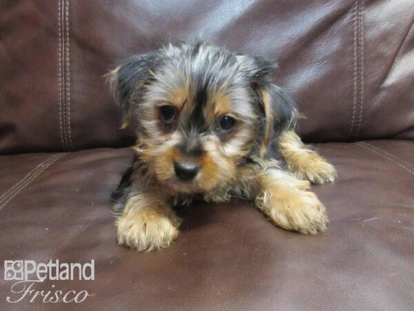 Yorkshire Terrier-DOG-Female-BLK TAN-26709-Petland Frisco, Texas