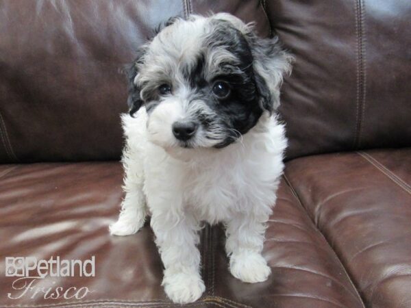 Schnoodle-DOG-Female-BLUE MERLE PARTI-26710-Petland Frisco & Mckinney, Texas