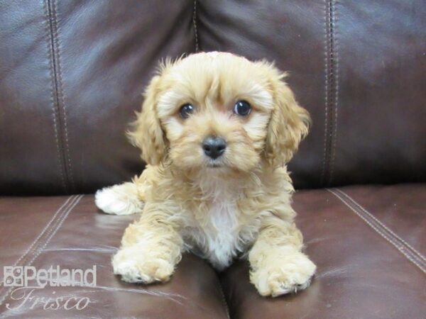 Cava Poo-DOG-Female-RED-26712-Petland Frisco & Mckinney, Texas