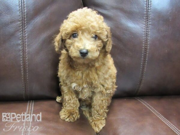 Miniature Poodle-DOG-Female-RED-26711-Petland Frisco & Mckinney, Texas