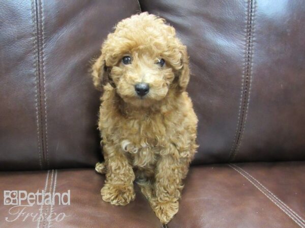 Miniature Poodle DOG Female RED 26711 Petland Frisco, Texas