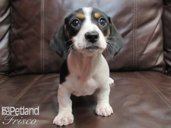 Miniature Dachshund-DOG-Female-BLK WH-26713-Petland Frisco & Mckinney, Texas