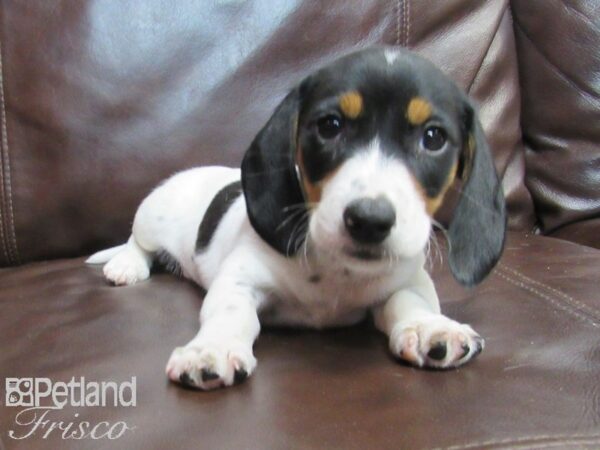 Miniature Dachshund-DOG-Male-BLK WH-26714-Petland Frisco, Texas