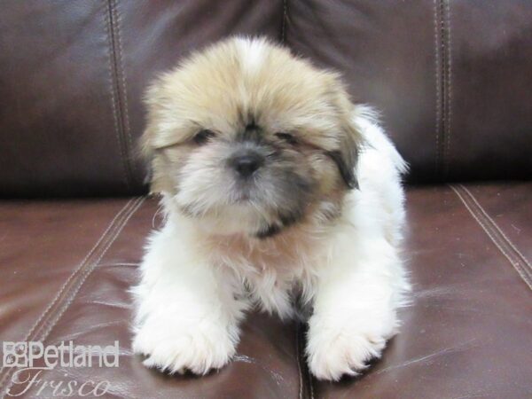 Shih Tzu-DOG-Male-Brown & White-26715-Petland Frisco & Mckinney, Texas