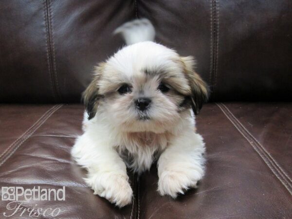 Shih Tzu-DOG-Male-Brown & White-26716-Petland Frisco & Mckinney, Texas