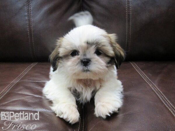 Shih Tzu-DOG-Male-Brown & White-26716-Petland Frisco, Texas