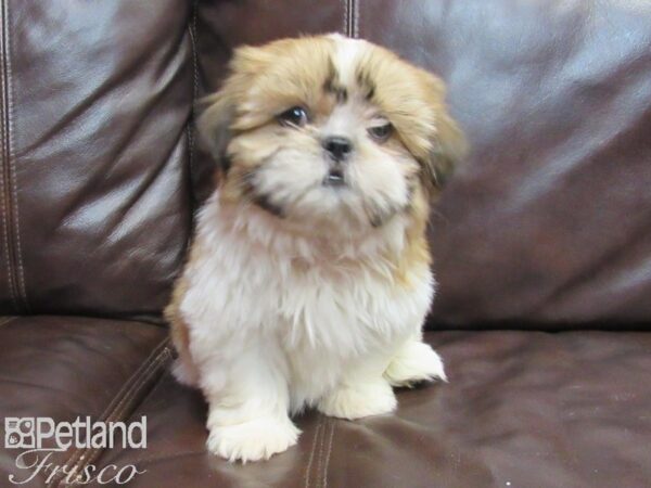 Shih Tzu-DOG-Female-Brown & White-26717-Petland Frisco & Mckinney, Texas