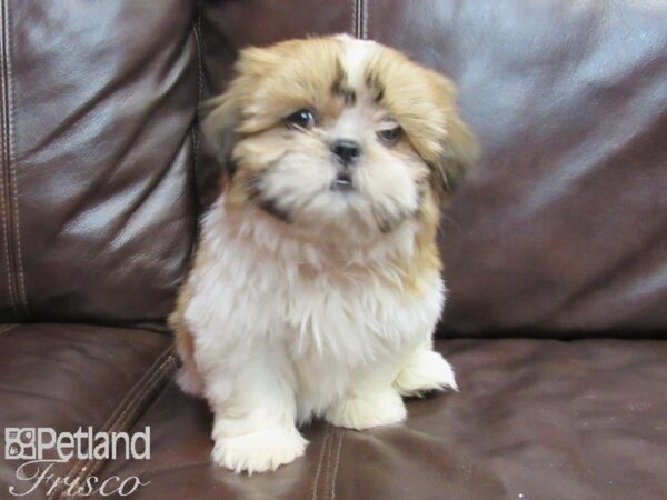 Shih Tzu-DOG-Female-Brown & White-26717-Petland Frisco, Texas