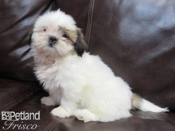 Shih Tzu-DOG-Female-Brown & White-26718-Petland Frisco & Mckinney, Texas