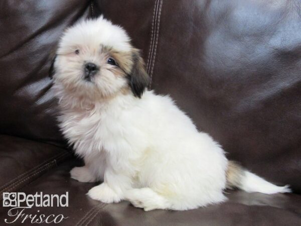 Shih Tzu-DOG-Female-Brown & White-26718-Petland Frisco, Texas