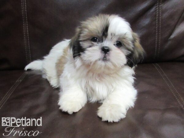 Shih Tzu-DOG-Female-Brown & White-26719-Petland Frisco & Mckinney, Texas