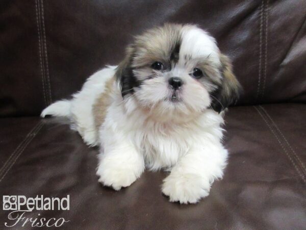 Shih Tzu-DOG-Female-Brown & White-26719-Petland Frisco, Texas