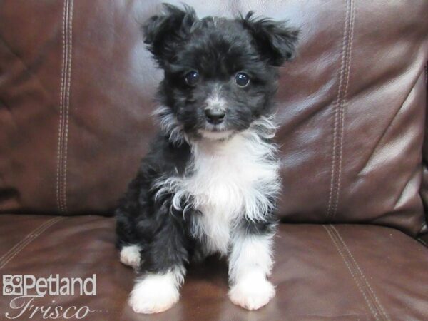 Aussiedoodle-DOG-Male-Black & White-26720-Petland Frisco, Texas