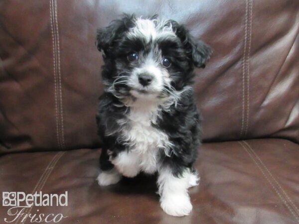 Aussiedoodle DOG Female Black & White 26721 Petland Frisco, Texas