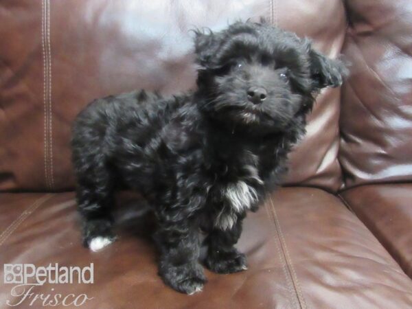 Aussiedoodle DOG Female Black & White 26722 Petland Frisco, Texas