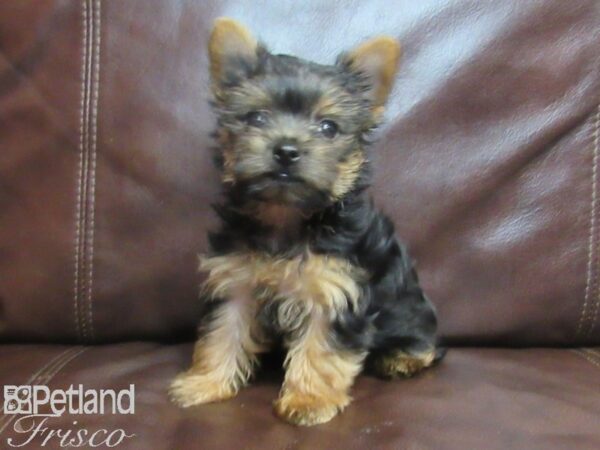 Yorkshire Terrier-DOG-Female-Black and Tan-26723-Petland Frisco & Mckinney, Texas