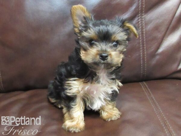Yorkshire Terrier-DOG-Female-Black and Tan-26724-Petland Frisco & Mckinney, Texas
