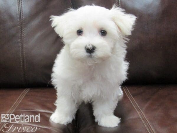 Maltese-DOG-Male-White-26725-Petland Frisco, Texas