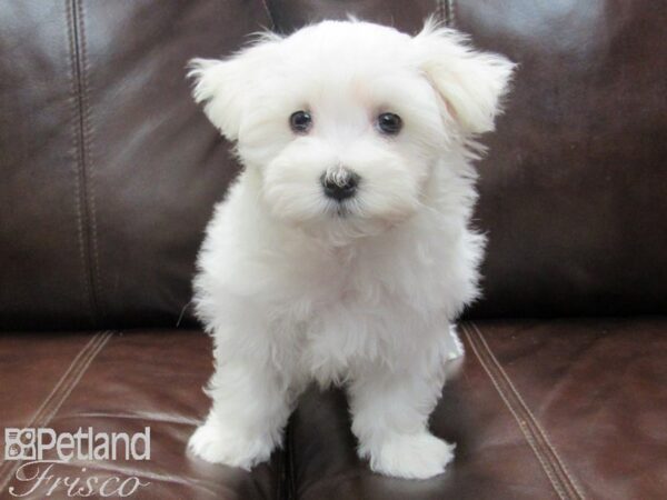 Maltese DOG Male White 26725 Petland Frisco, Texas