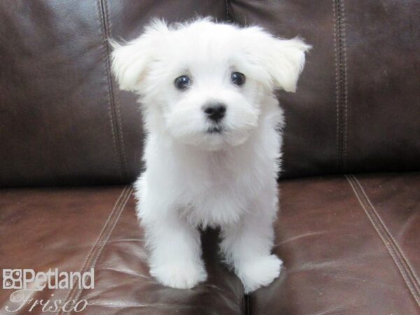 Maltese-DOG-Male-White-26726-Petland Frisco & Mckinney, Texas