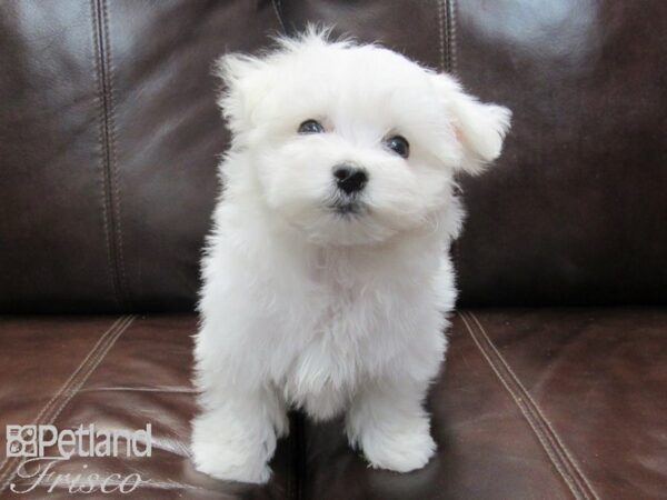 Maltese DOG Female White 26727 Petland Frisco & Mckinney, Texas