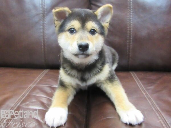 Shiba Inu-DOG-Male-Black and Tan-26728-Petland Frisco & Mckinney, Texas
