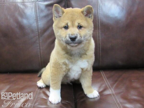 Shiba Inu-DOG-Male-Red-26729-Petland Frisco & Mckinney, Texas