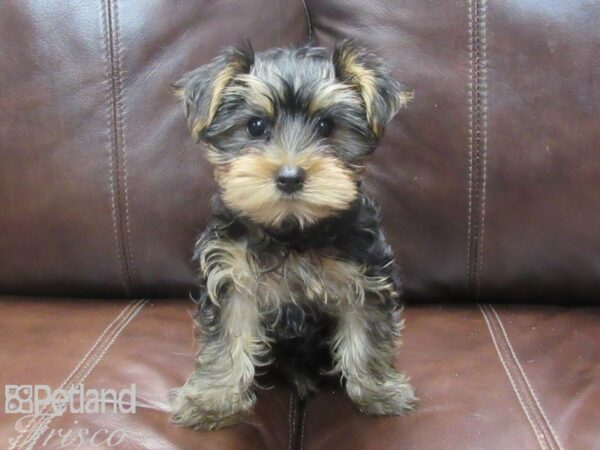 Yorkshire Terrier-DOG-Female-Black & Tan-26730-Petland Frisco & Mckinney, Texas