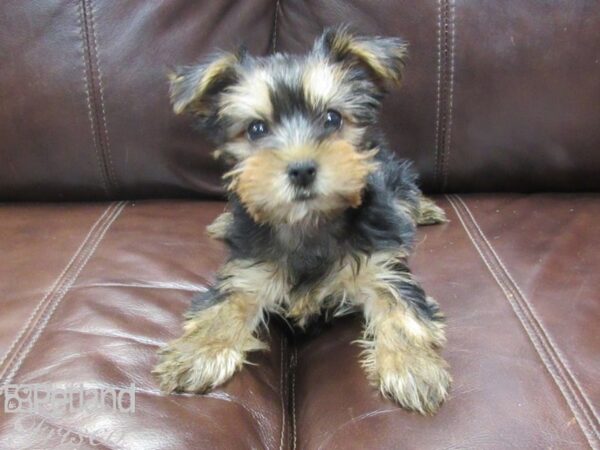 Yorkshire Terrier-DOG-Female-Black & Tan-26731-Petland Frisco & Mckinney, Texas