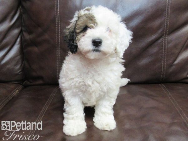 Bichonpoo DOG Male White & Sable 26732 Petland Frisco, Texas