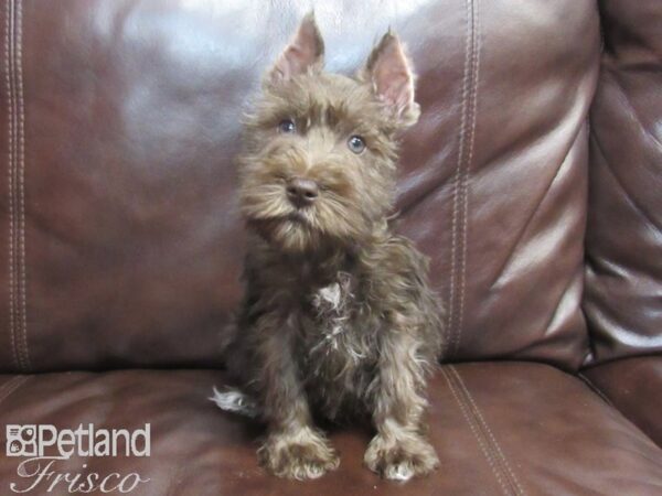 Miniature Schnauzer-DOG-Male-Chocolate-26733-Petland Frisco & Mckinney, Texas