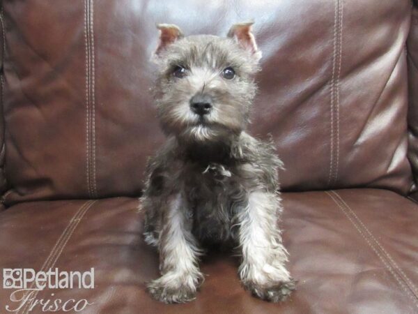 Miniature Schnauzer-DOG-Female-Gray-26734-Petland Frisco & Mckinney, Texas