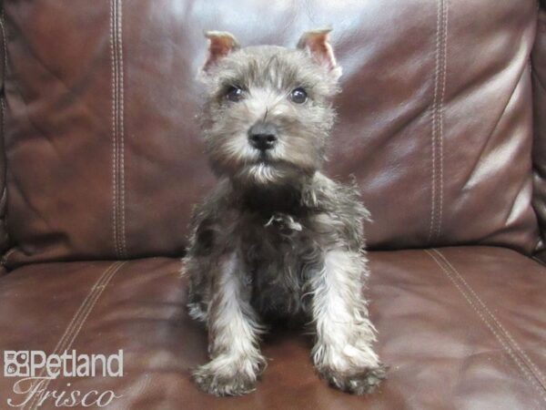 Miniature Schnauzer-DOG-Female-Gray-26734-Petland Frisco, Texas