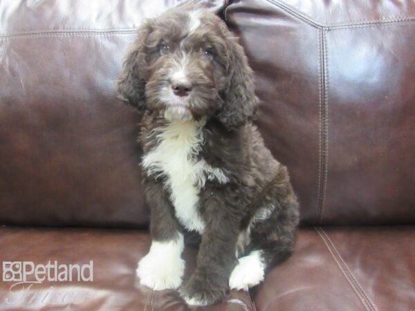 Newfypoo-DOG-Female-Chocolate and White-26736-Petland Frisco & Mckinney, Texas