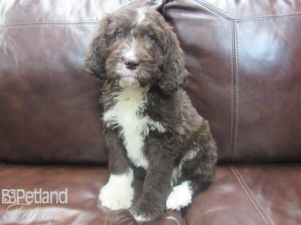 Newfypoo DOG Female Chocolate and White 26736 Petland Frisco, Texas