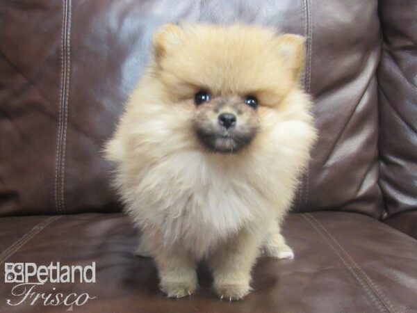 Pomeranian-DOG-Male-Sable-26737-Petland Frisco & Mckinney, Texas
