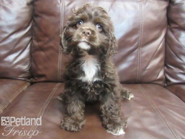 Cocker Spaniel-DOG-Male-Chocolate Merle-26741-Petland Frisco & Mckinney, Texas