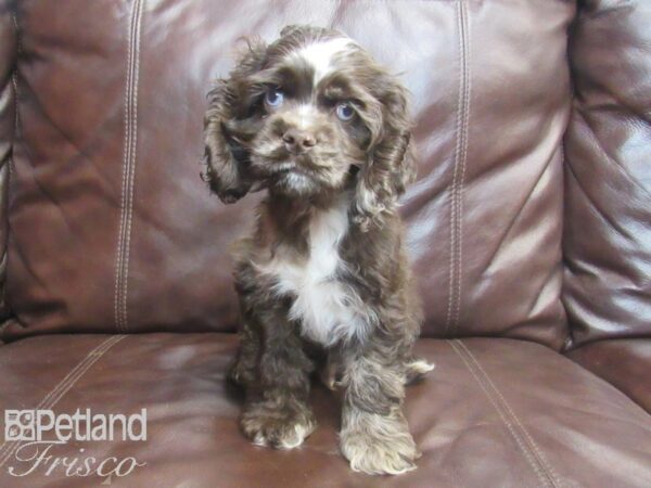 Cocker Spaniel DOG Male Chocolate 26742 Petland Frisco, Texas