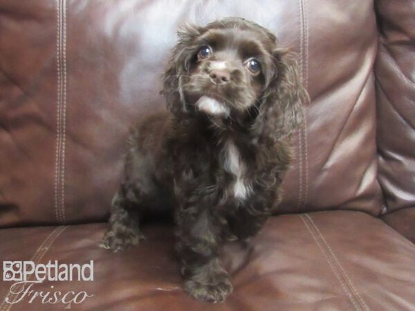 Cocker Spaniel DOG Female Chocolate 26743 Petland Frisco, Texas