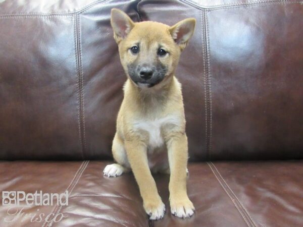 Shiba Inu-DOG-Female-Red Sesame-26744-Petland Frisco & Mckinney, Texas