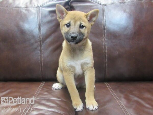 Shiba Inu-DOG-Female-Red Sesame-26744-Petland Frisco, Texas