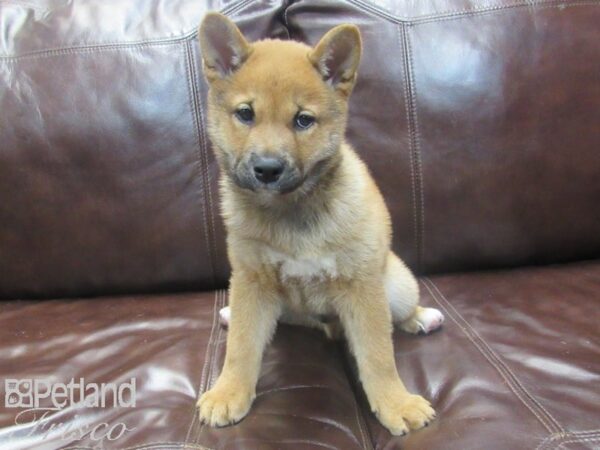 Shiba Inu-DOG-Male-Red-26745-Petland Frisco & Mckinney, Texas