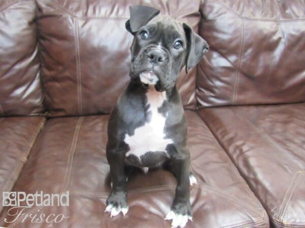 Boxer DOG Male Black 26746 Petland Frisco, Texas