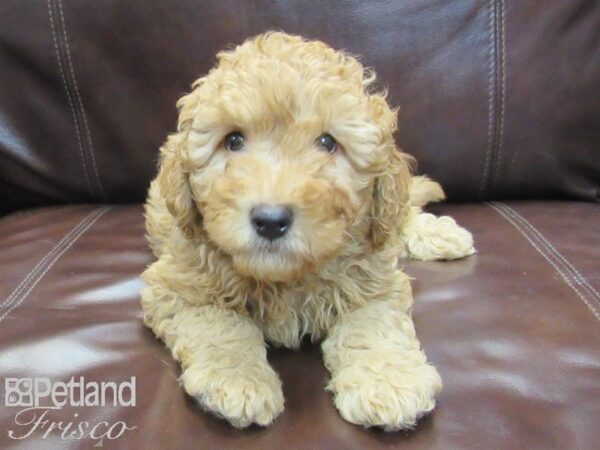 F1B Mini Goldendoodle-DOG-Female-Red-26747-Petland Frisco, Texas