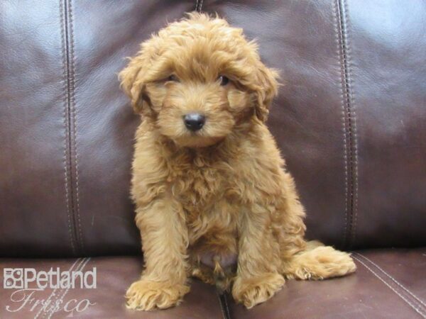 F1B Mini Goldendoodle-DOG-Male-Red-26748-Petland Frisco, Texas