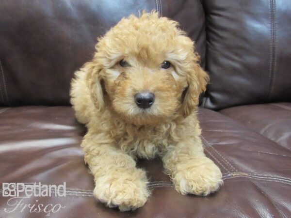 F1B Mini Goldendoodle-DOG-Male-Red-26749-Petland Frisco, Texas