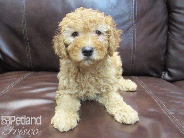 F1B Mini Goldendoodle-DOG-Female-Red-26750-Petland Frisco, Texas