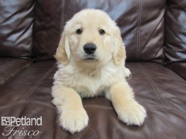 Golden Retriever-DOG-Male-Golden-26751-Petland Frisco & Mckinney, Texas